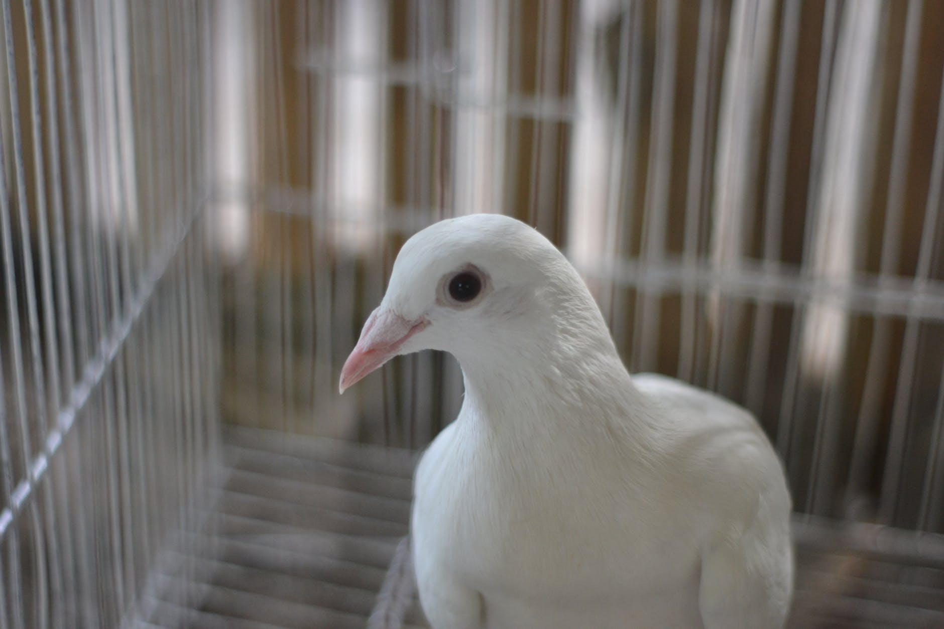 portrait of white pigeon