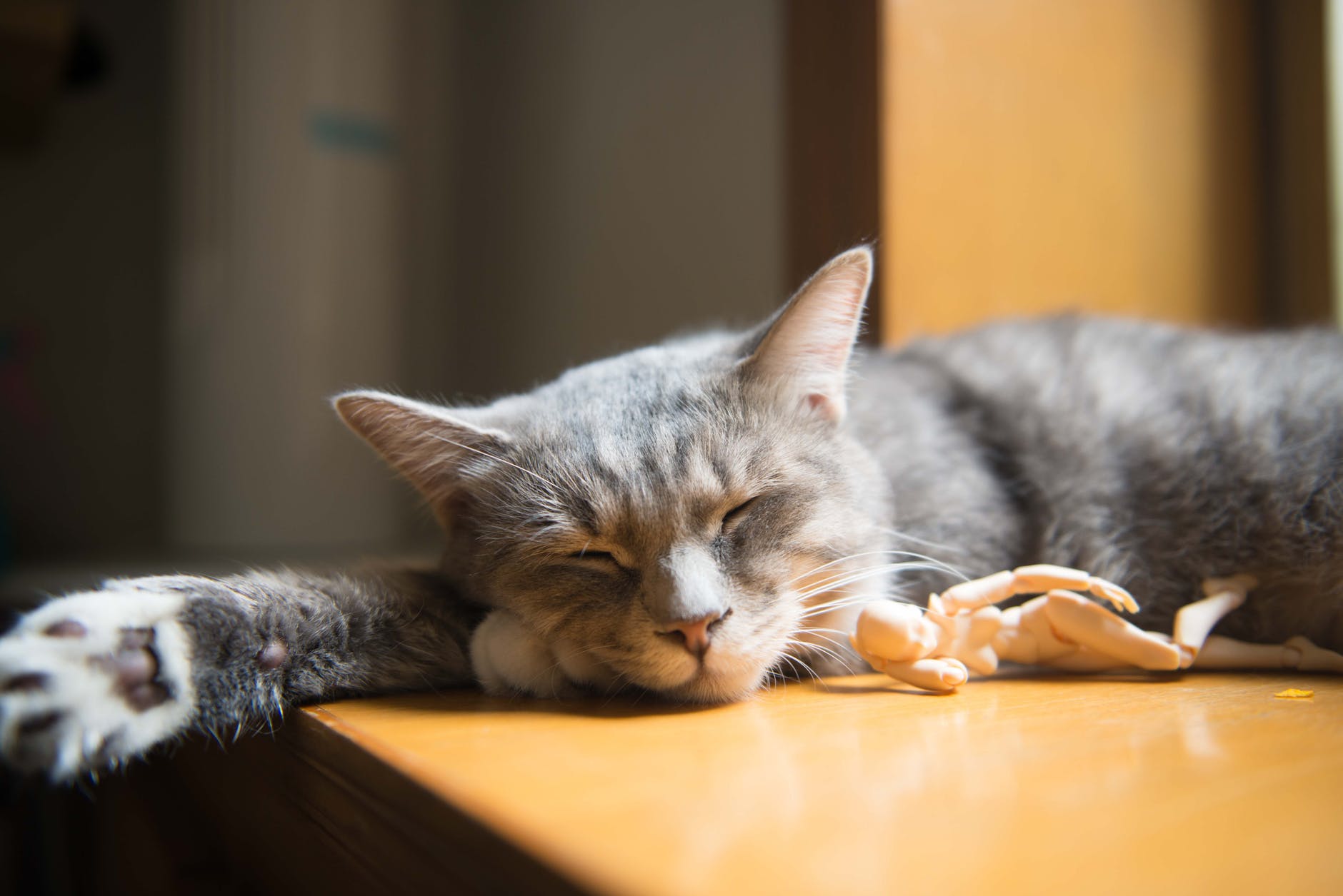 gray and white short coated cat on brown wooden table top